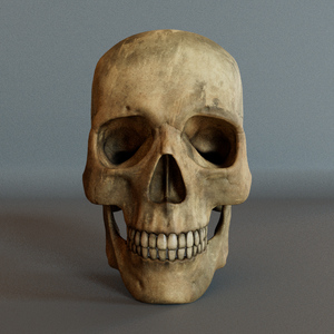 Realistic Anatomical Skull Textured Model by Nova Bower