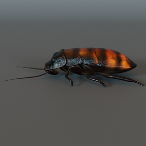 Realistic Cockroach Textured Model by Nova Bower